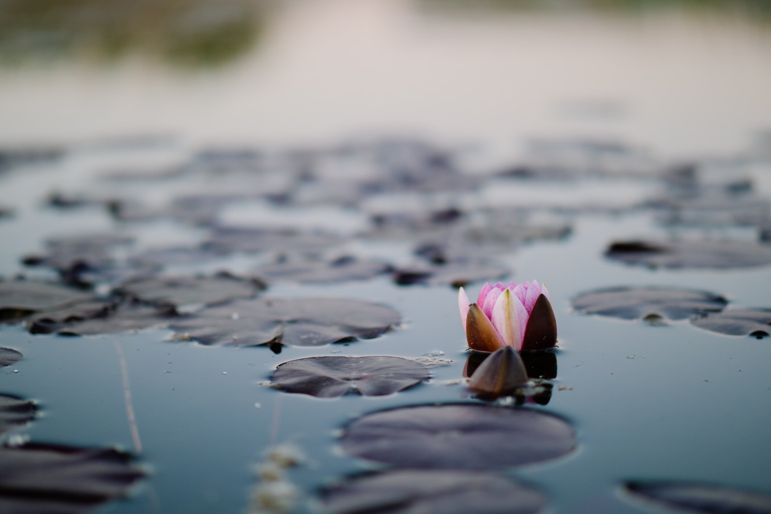 A small pink water lily bud emerging among lily pads on a still pond