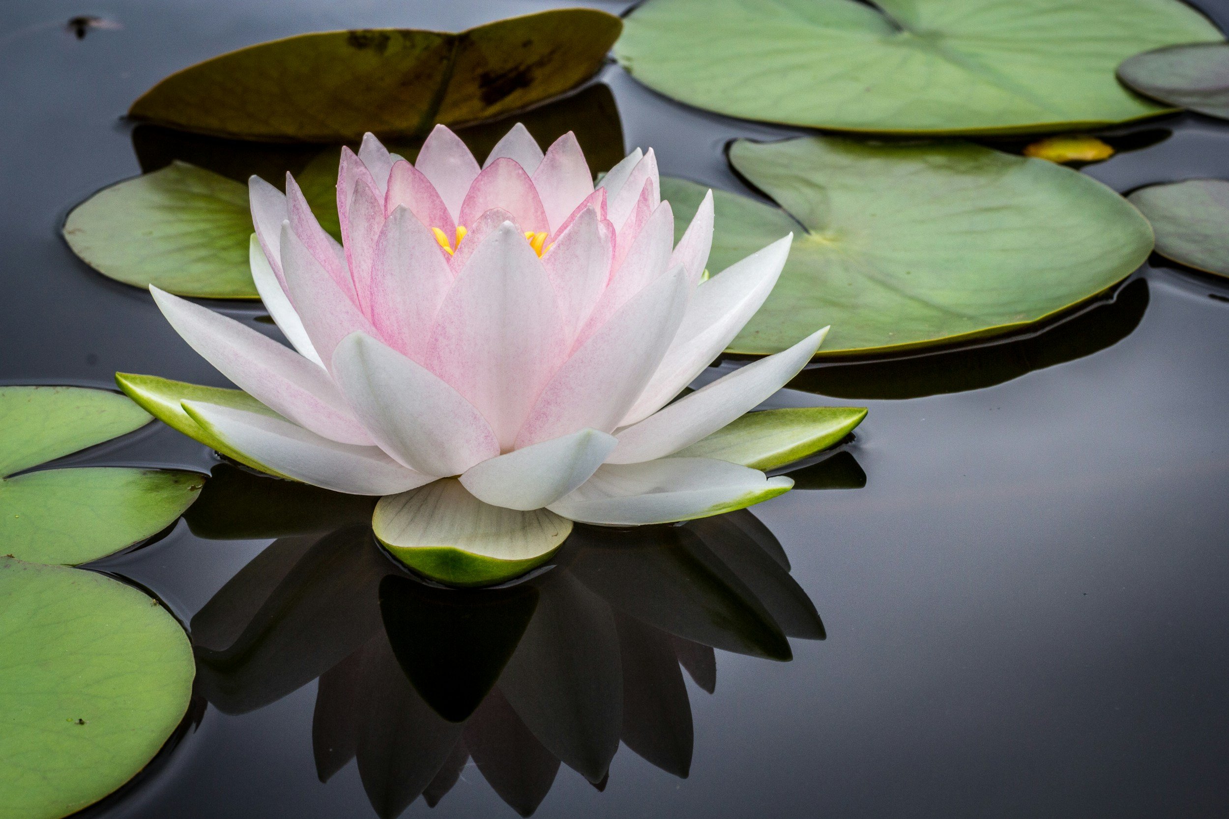 A white and pink water lily blooming among lily pads on a dark pond