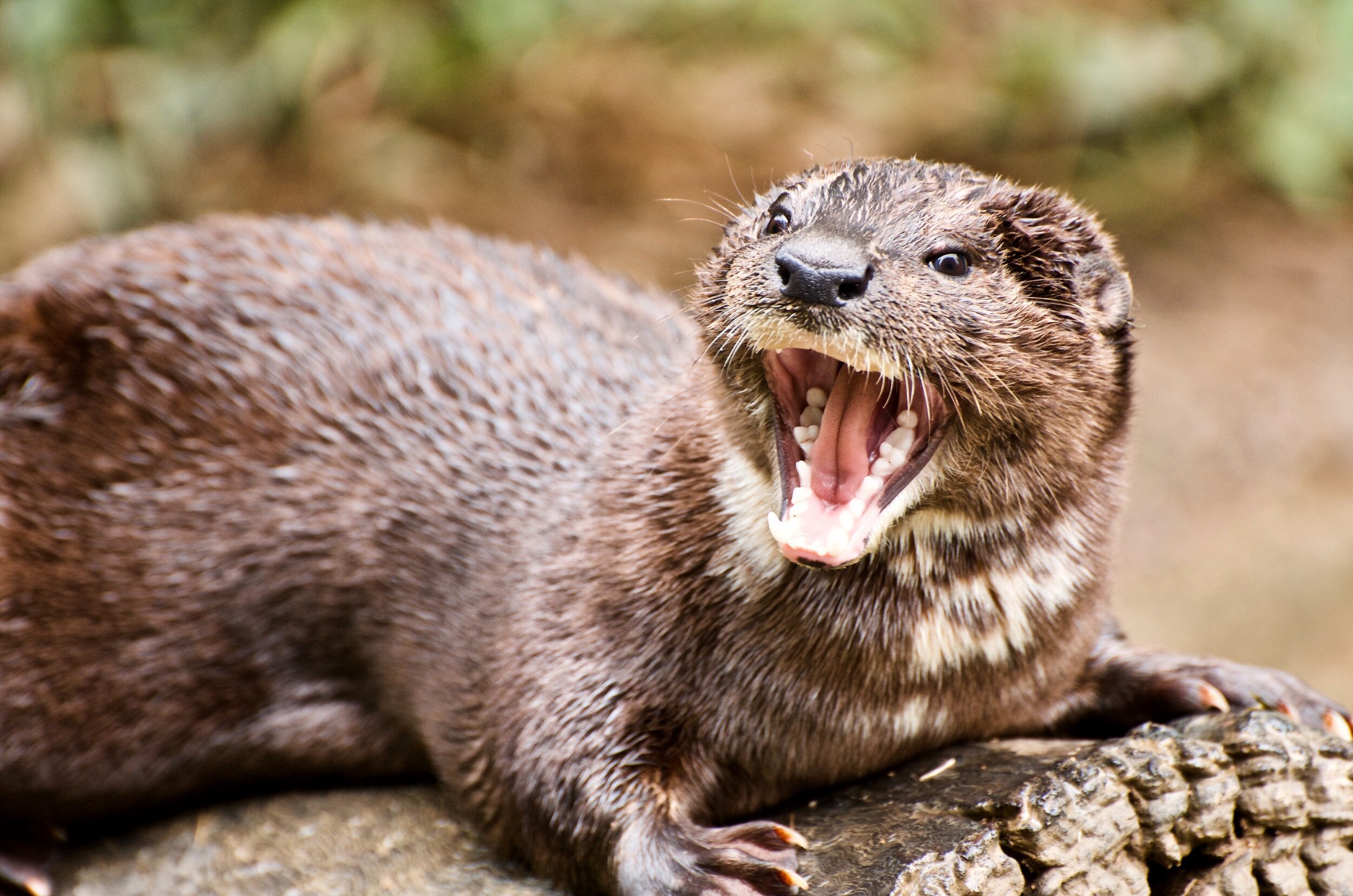An otter with its mouth wide open, baring its teeth