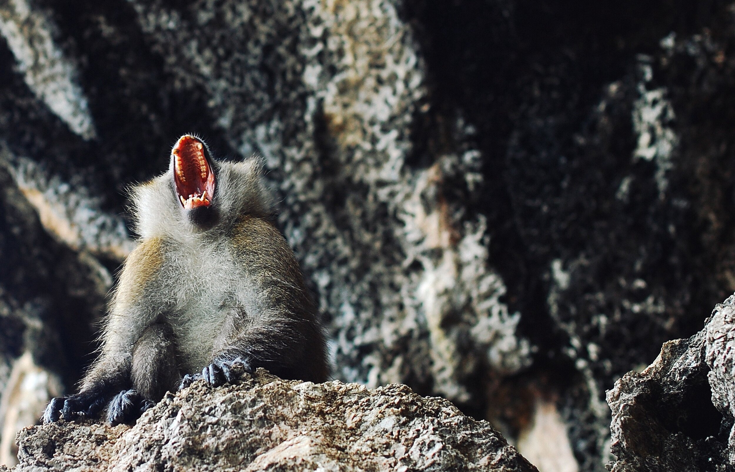 A monkey yawning widely while perched on a rock