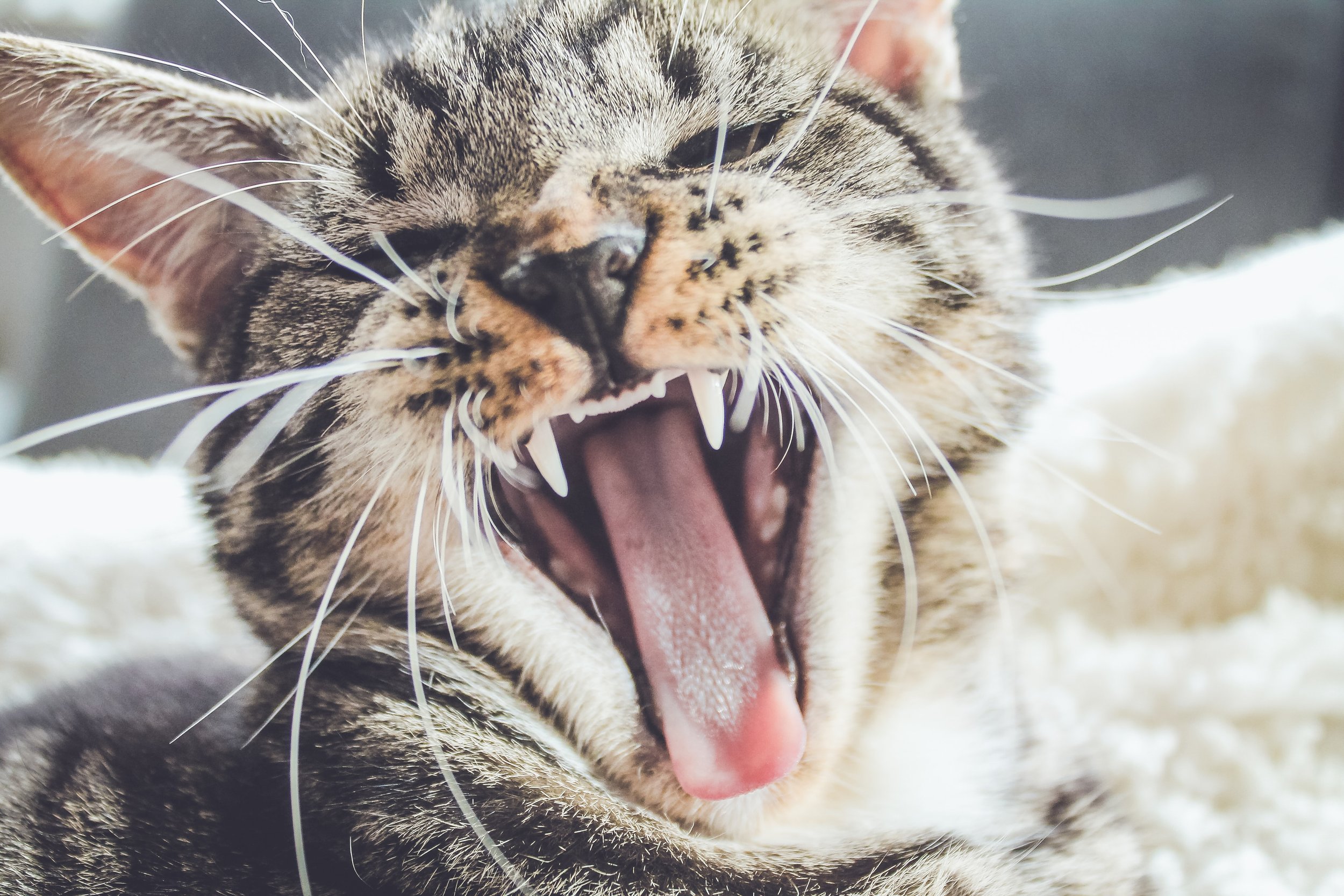 Photo by Erik-Jan Leusink on Unsplash