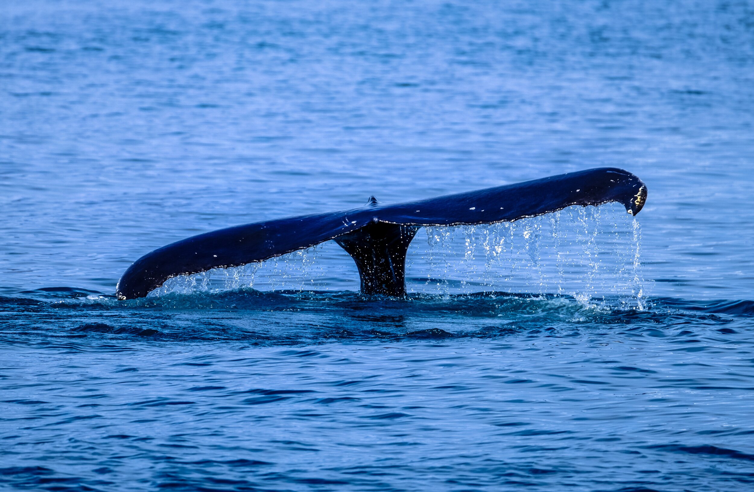 A whale&rsquo;s tail fluke rising above the ocean surface